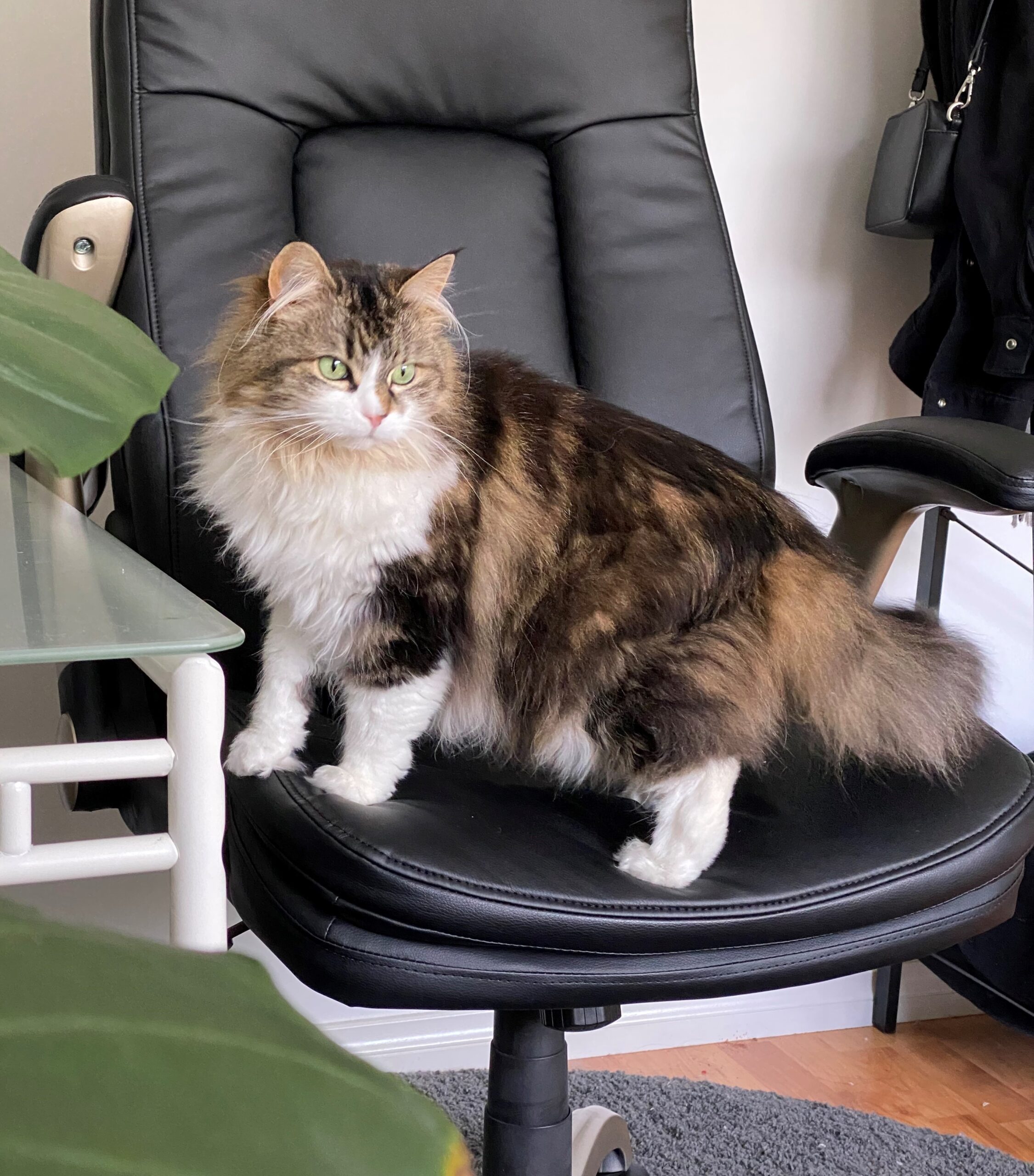 Orie The Pet Shoppe Cat + online cat supplies tester