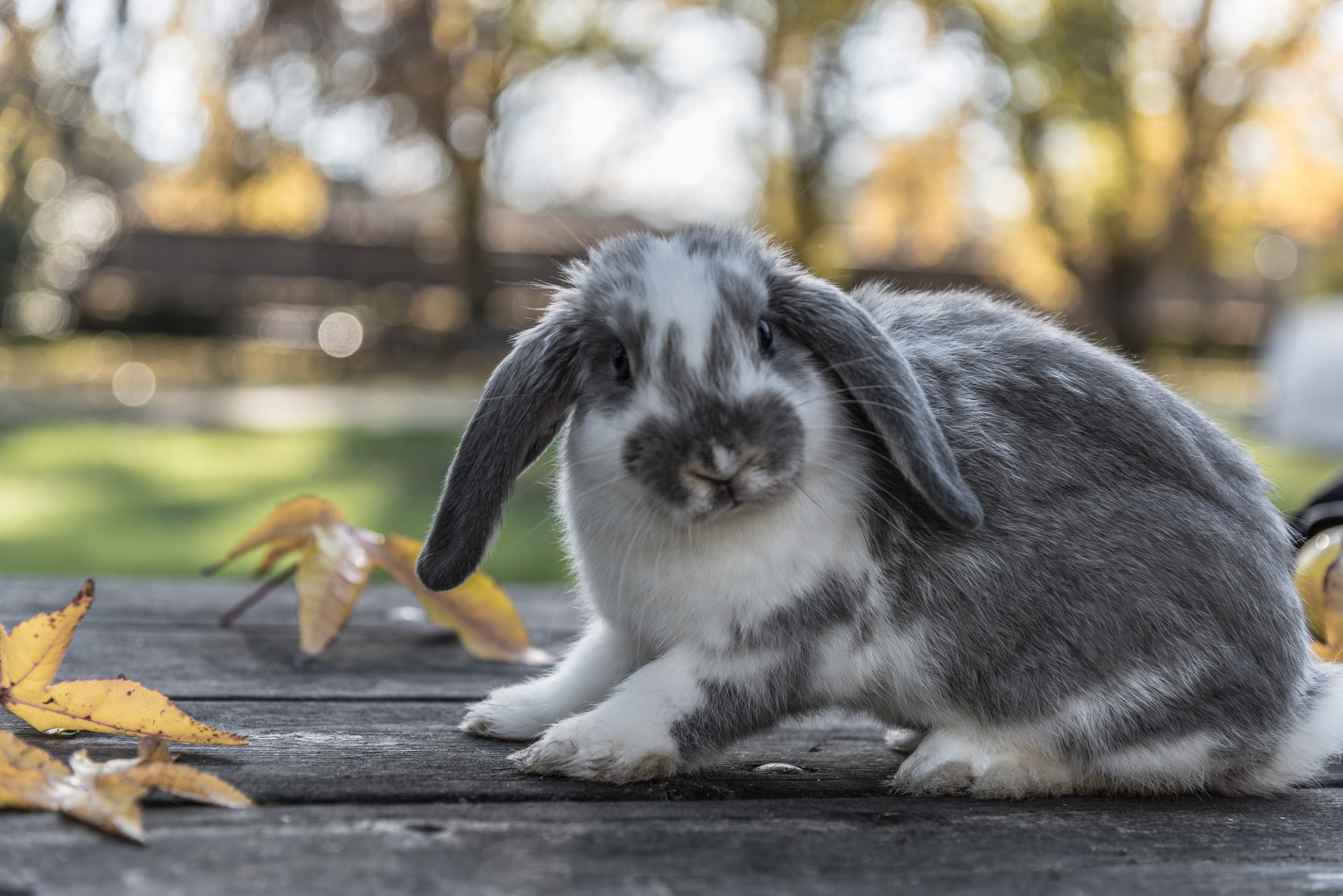 rabbit, bunny