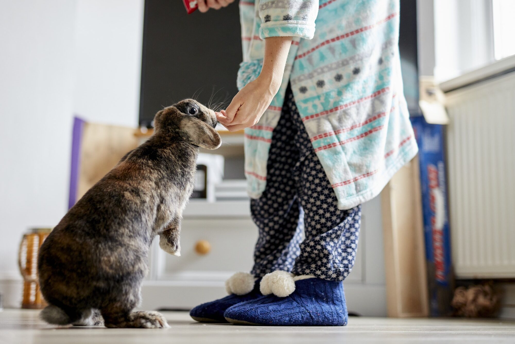 Woman feeding treats to pet house rabbit indoors
