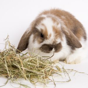 Rabbit Hay