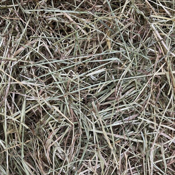 Grass Hay